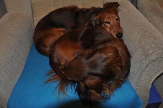 jamnik d�ugow�osy